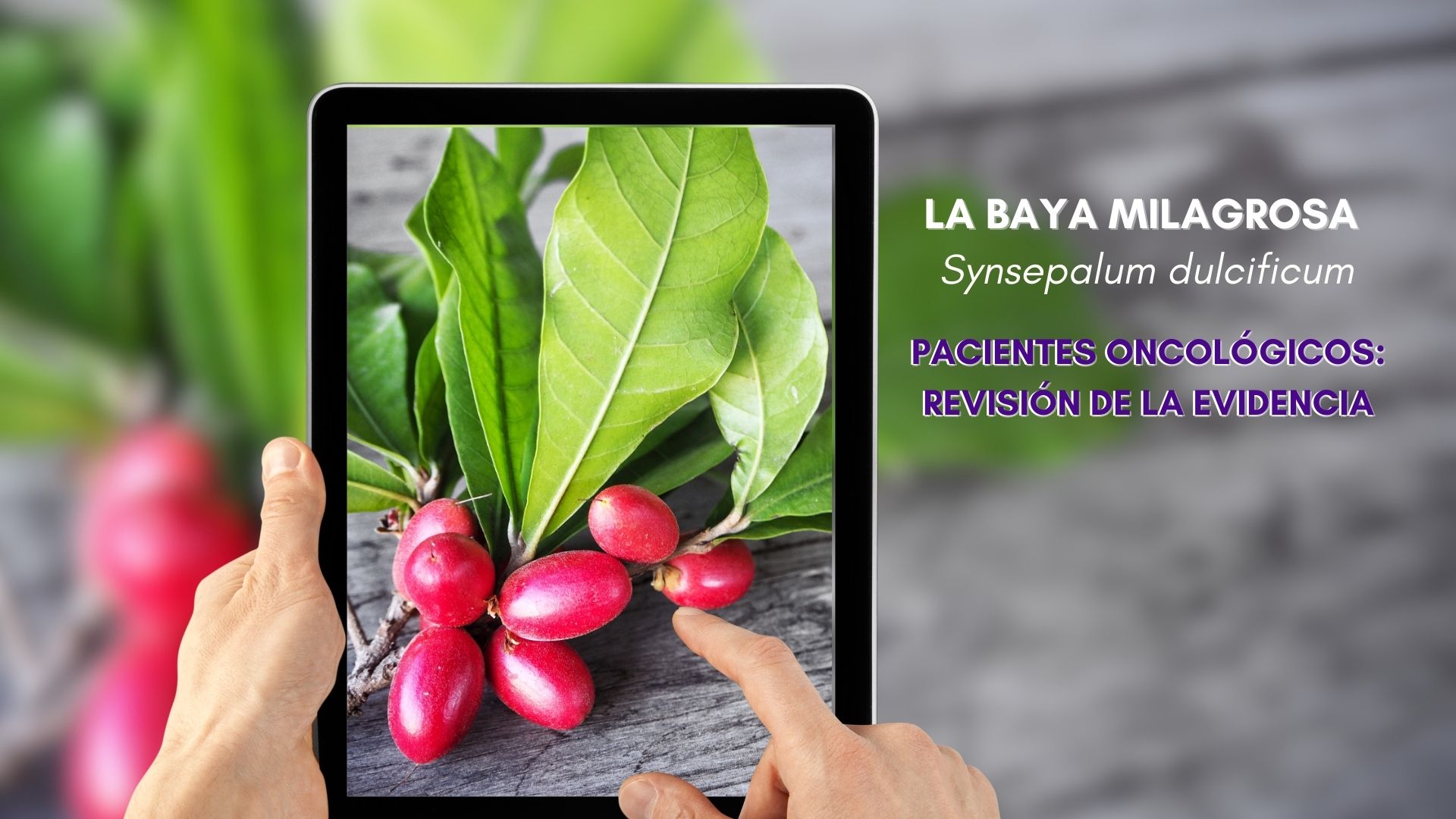 La baya milagrosa (Synsepalum dulcificum) en pacientes oncológicos: revisión de la evidencia